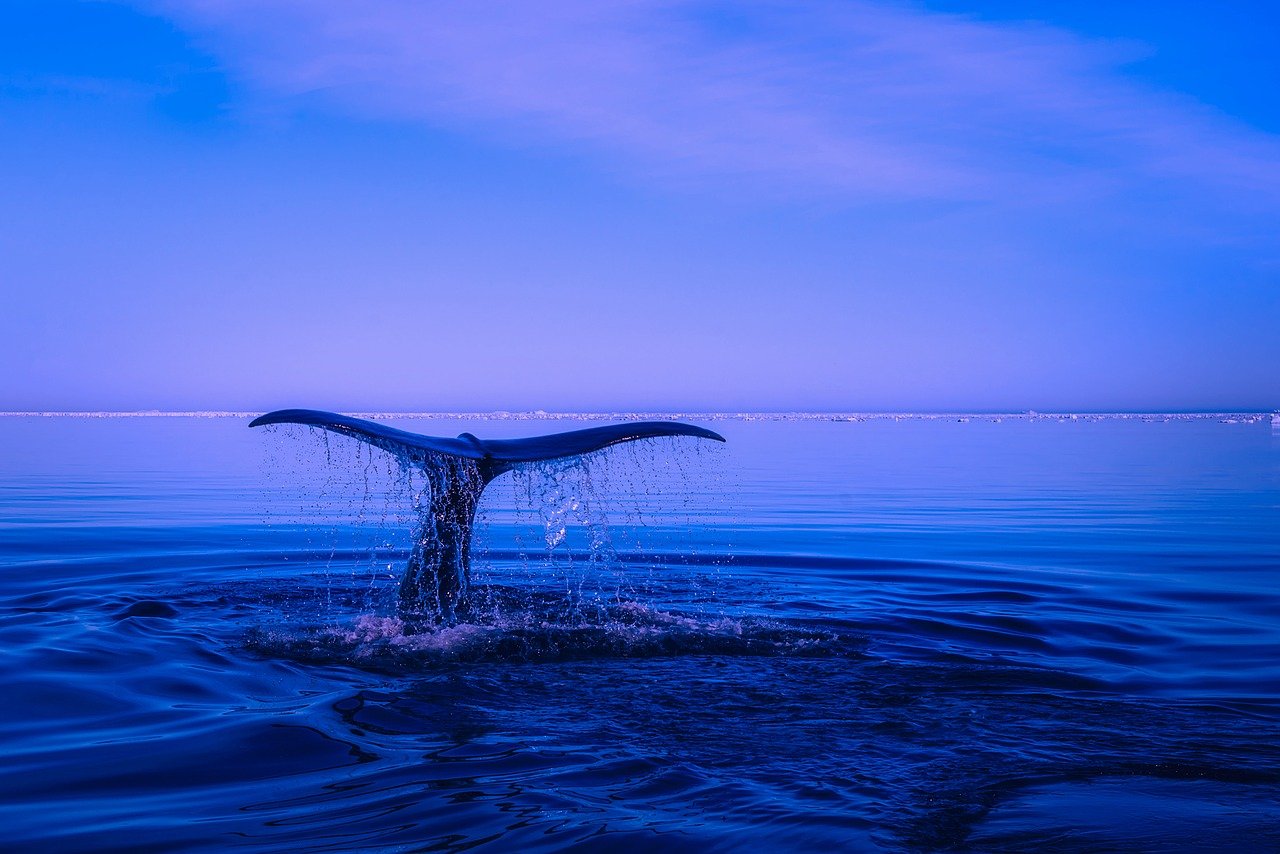 sea, humpback whale, tail-2052650.jpg