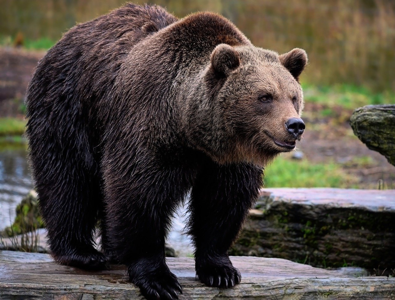 bear, grizzly bear, brown bear-7636696.jpg