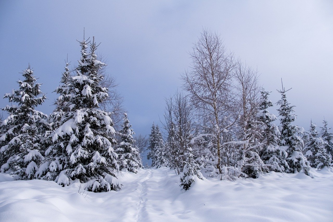 winter, trees, snow-7669077.jpg