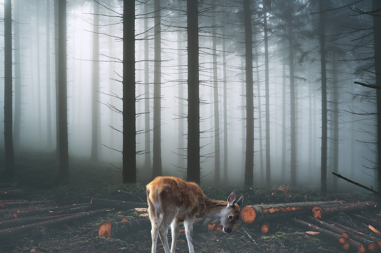 deer, fantasy, forest-8059165.jpg