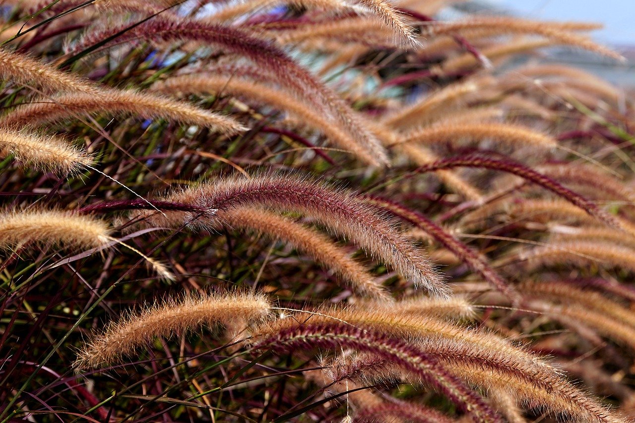 foxtail grass, grass, plant-8050497.jpg