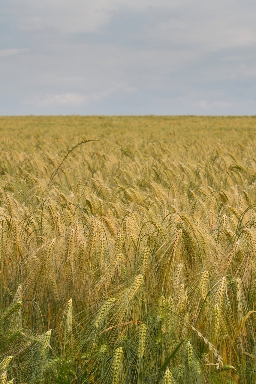 barley, grain, field-8079995.jpg