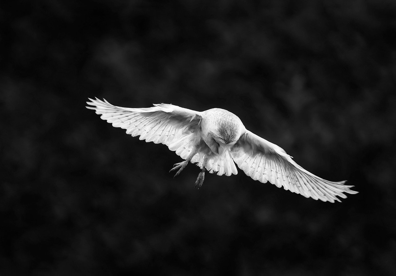 bird, owl, barn owl-8139277.jpg