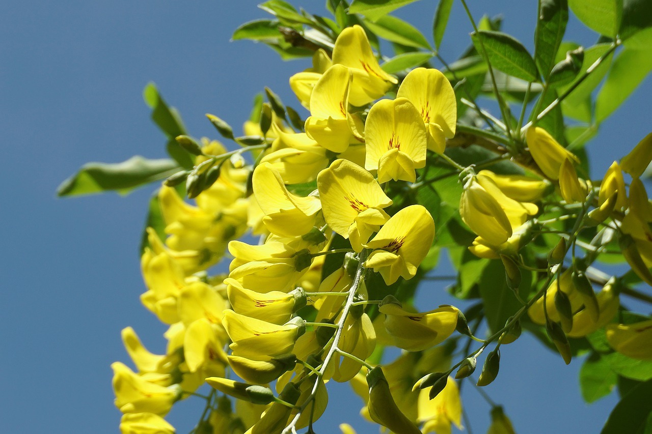 yellow flowers, laburnum, ornamental shrub-8011568.jpg