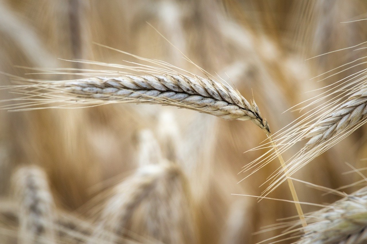 barley, crop, field-8173402.jpg