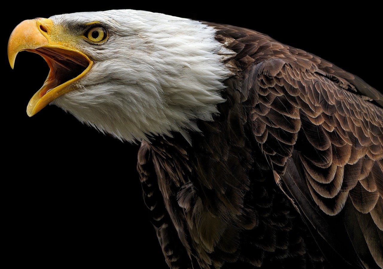 eagle, bald eagle, bird-8194410.jpg