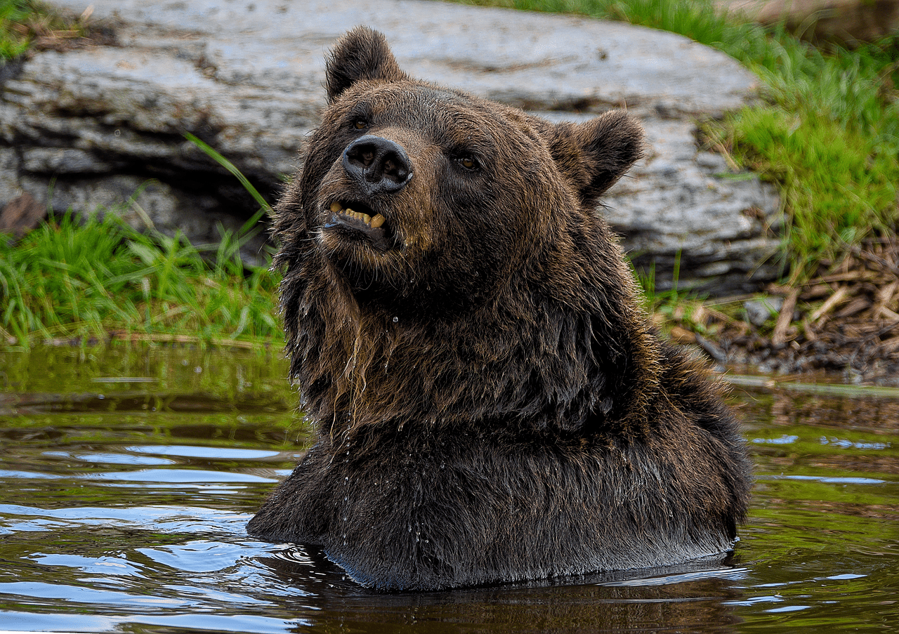 bear, brown bear, grizzly-8226977.jpg