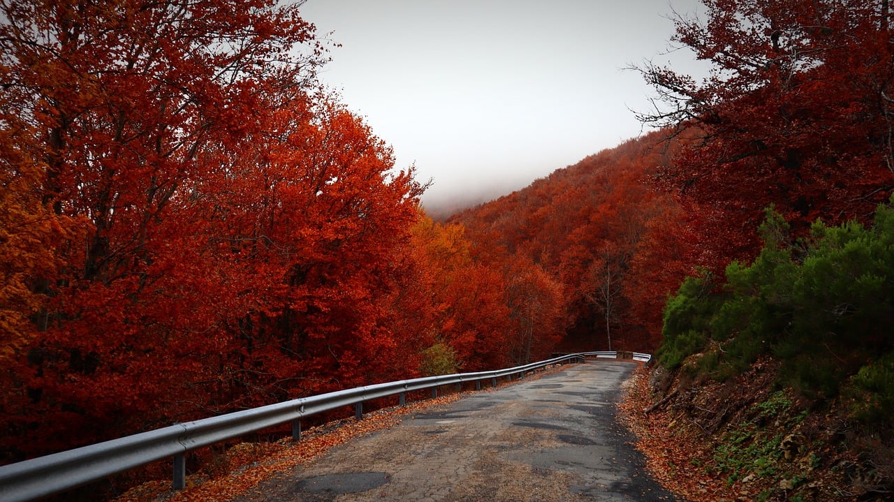 road, autumn, travel-8395119.jpg