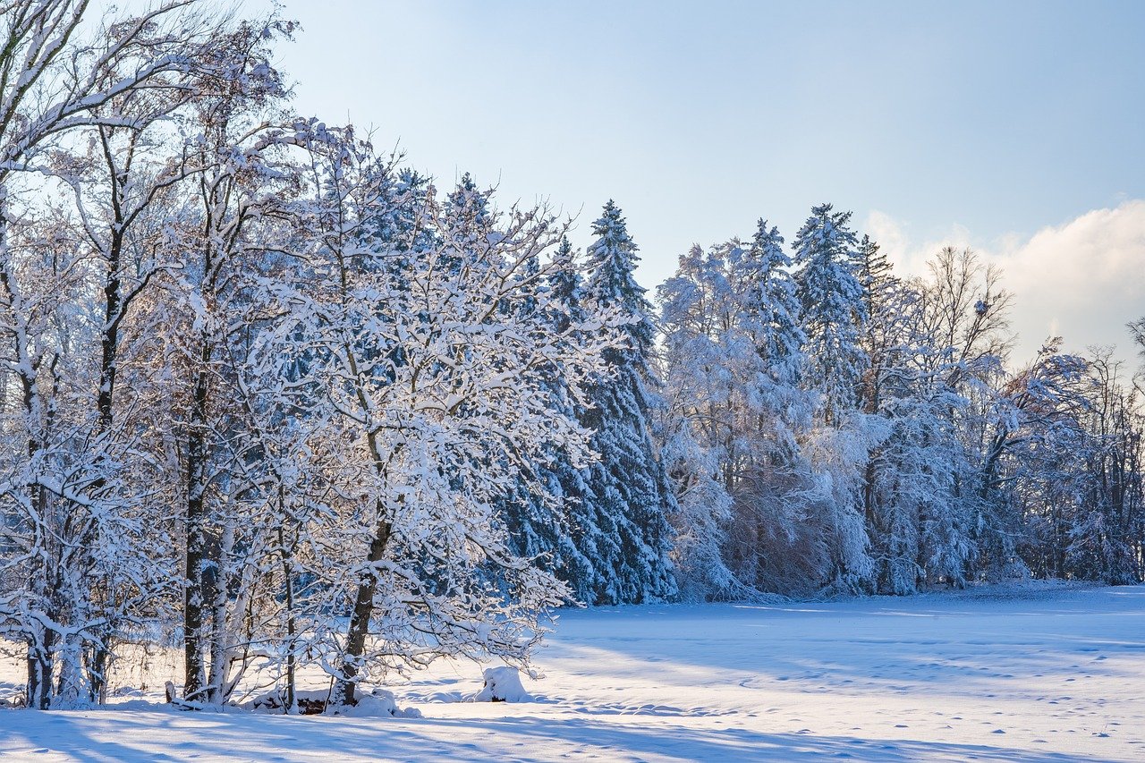 winter, trees, snow-8433257.jpg