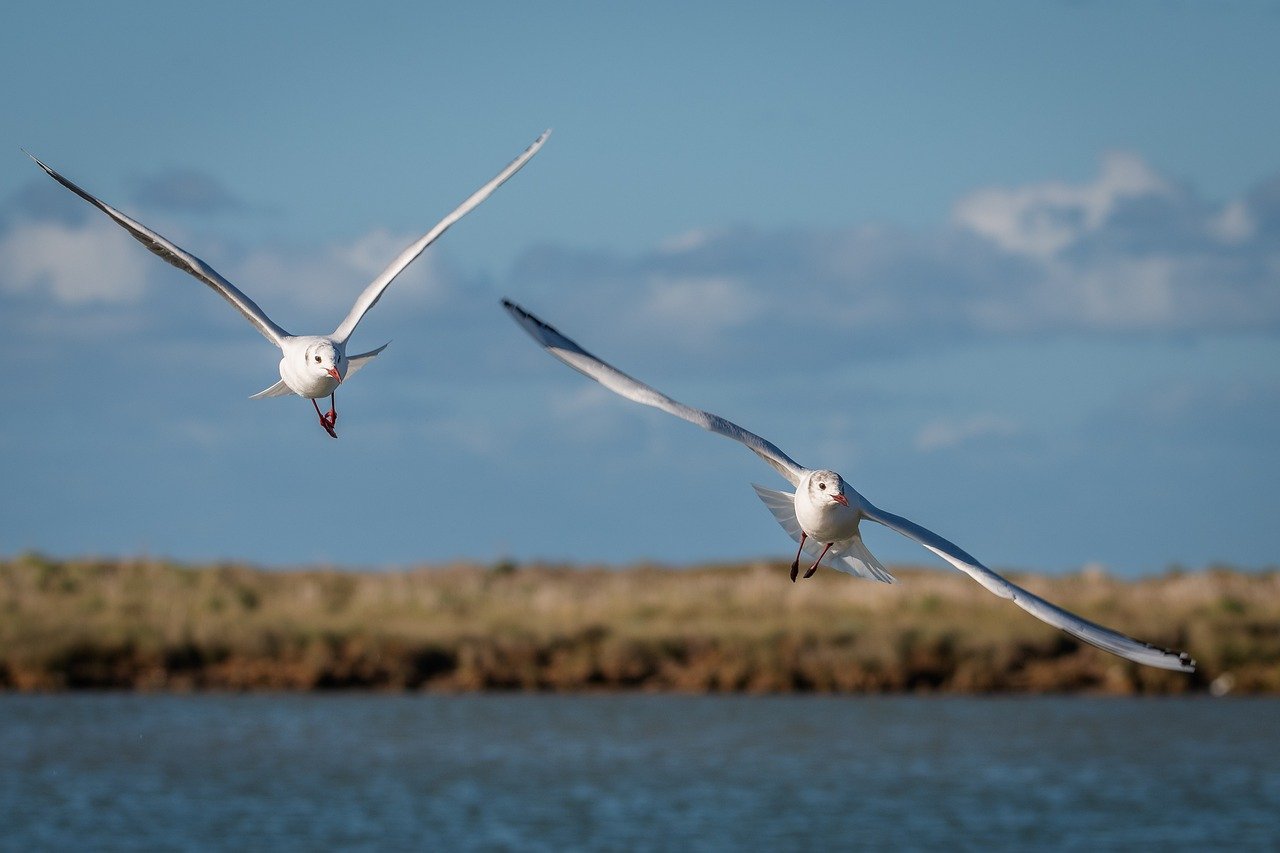 seagulls, birds, nature-8724811.jpg